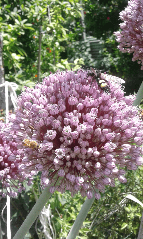 Maschio di Megascolia maculata (Scoliidae) ?  S